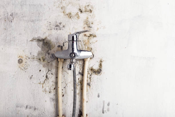 Best Mold Removal Near Me  in Saybrook Manor, CT