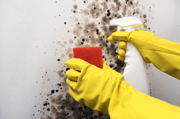 Best Black Mold Removal  in Saybrook Manor, CT