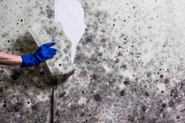 Best Home Mold Removal  in Saybrook Manor, CT