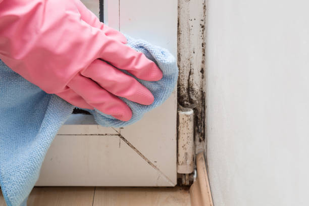 Best Mold Damage Repair  in Saybrook Manor, CT