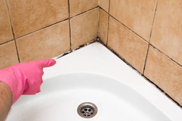 Best Mold Damage Repair  in Saybrook Manor, CT